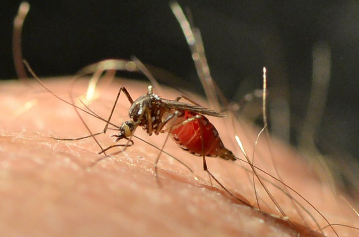 This yellow fever mosquito (Aedes aegypti) can drink three times her body weight in blood in less than 3 minutes.