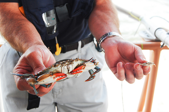  
A scientist holds an adult and a juvenile blue crab.