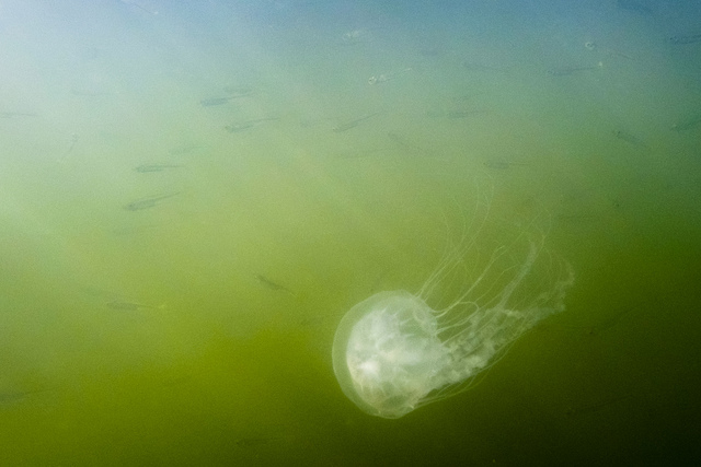 A school of silversides swims past a sea nettle at Dogwood Harbor in Tilghman Island, Md.