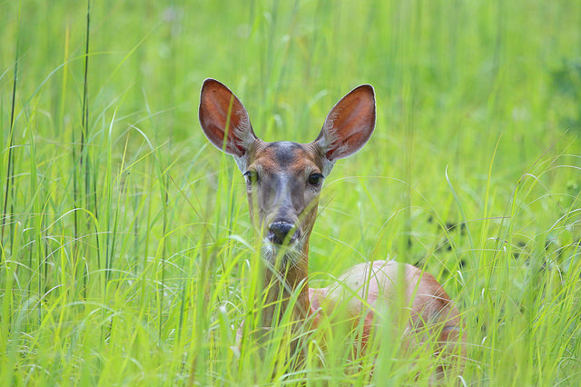 Deer