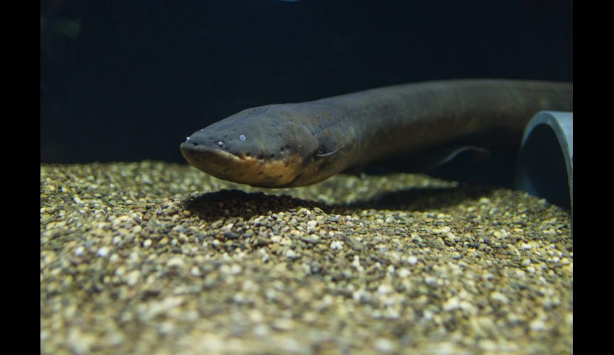 Electric Eel