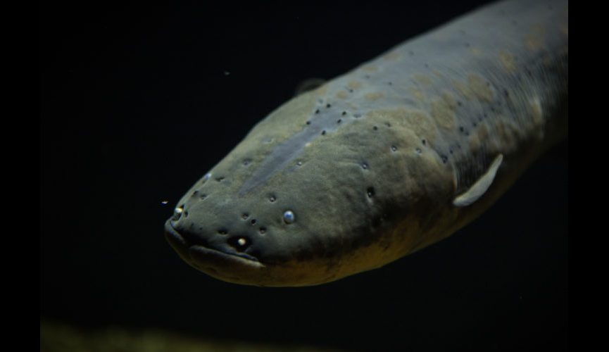 Electric Eel