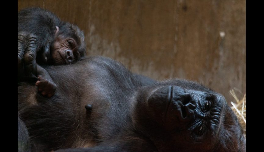 Gorillas Calaya and Moke