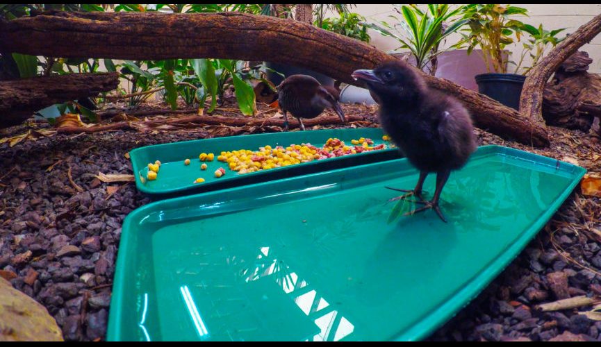 guam_rail_chicks_broll.00_02_34_08.still003