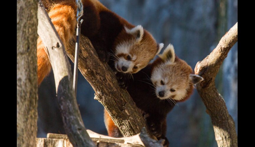 Red Pandas Nutmeg and Jackie Debut