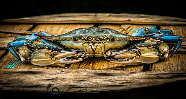 The scientific name for the Maryland blue crab--callinectes sapidus--is Greek for "beautiful swimmer."