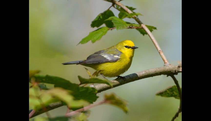 Blue-winged Warbler