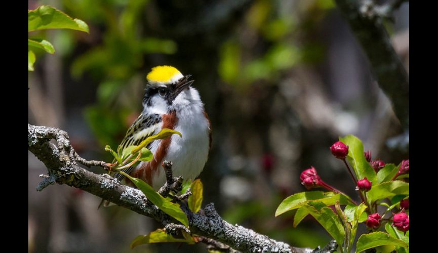 Chestnut-sided Warbler