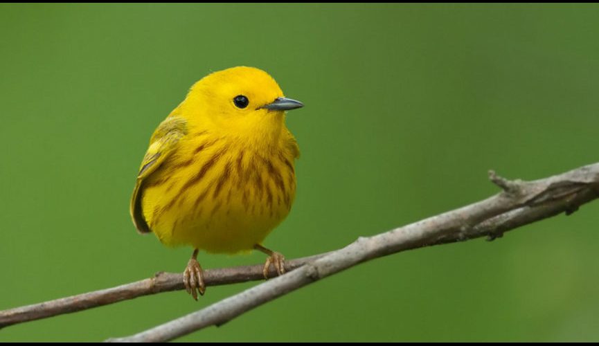 Yellow Warbler