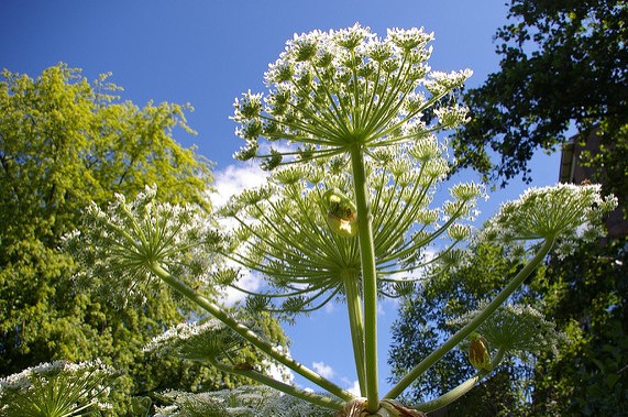 A giant hogweed