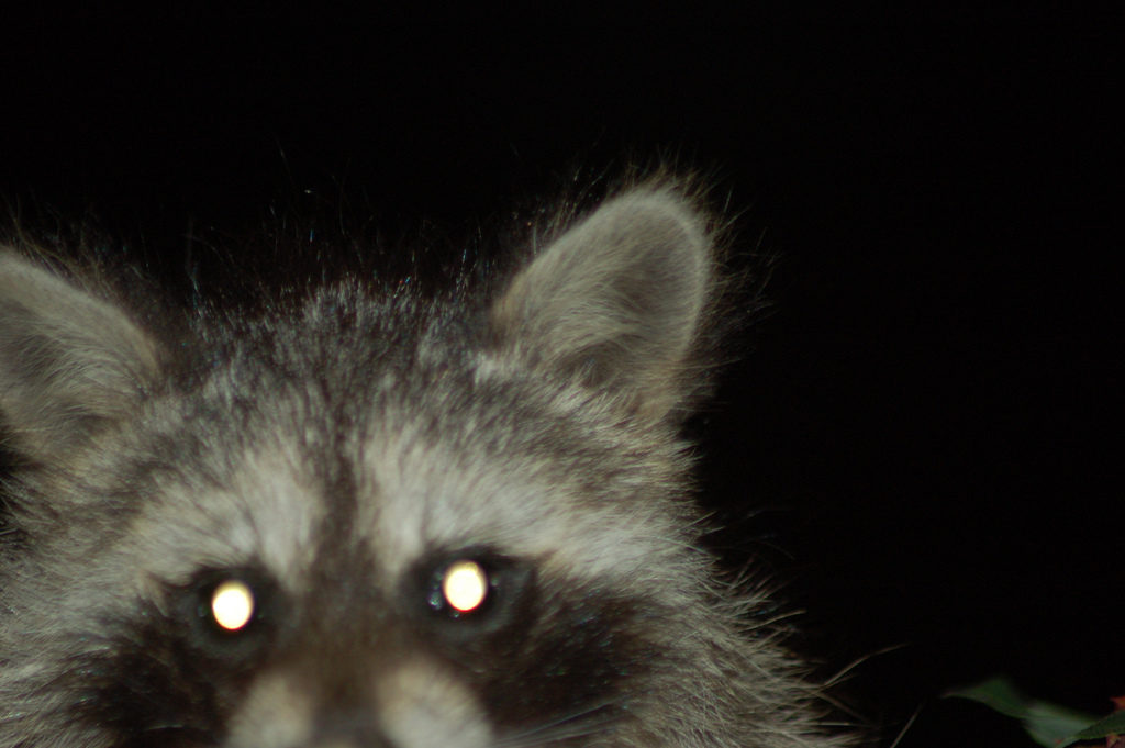 A raccoon spotted in the Langdon neighborhood of Washington, D.C.