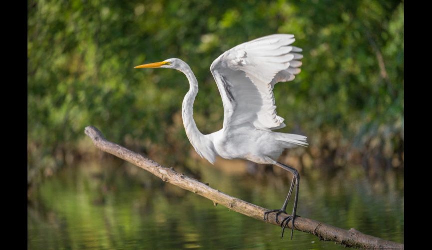 Great egret on the Anacostia River.