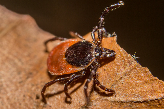 Blacklegged tick