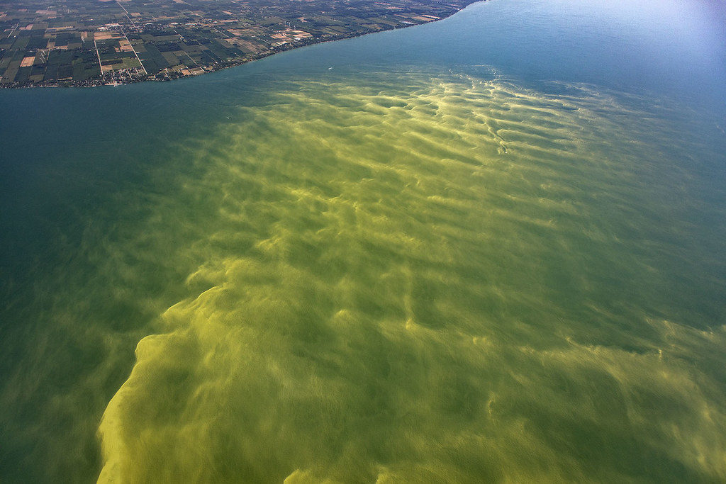 <i>A large algae bloom in Lake Erie. <a href="https://www.flickr.com/photos/noaa_glerl/36546206732/in/photolist-XFsS1C-XkvfrJ-oqsFDK-4pfcWa-YQNyWV-BM9gvS-YNcv1b-M4yYWb-bhwCfp-XFsPd3-XPCjTv-ogeW1R-YNcvbS-XPCknX-YLCHj5-YQLmVq-YNcuqU-XkvfMy-XPCkdi-XPCjnR-XFsPnS-XN73EW-2982JJC-YSDTWZ-XPCkkc-BLLW2U-YscCo5-YT9MYz-XN73aY-YNDdp7-BLLQuG-YBok15-25EA72N-XRCQDa-ceGTDw-BLLUhS-XPCkwK-26rxTWQ-akvpGa-M4yV1L-YNcvTy-6jM5MN-7Gjz91-a25Y5X-j4CDGU-5HNi39-fob58e-27GV5rY-6rs4ZD-9gtSWX">NOAA Great Lakes/Flickr</a></i>