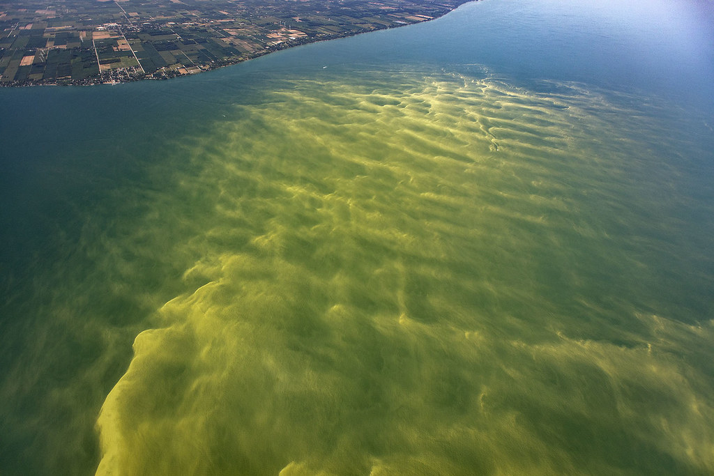 Officials Are Warning That BlueGreen Algae In Maryland’s Lakes Could