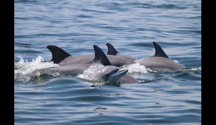 dolphin calf