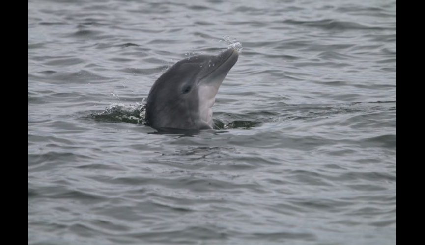 foraging calf