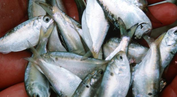 A handful of Atlantic menhaden.
