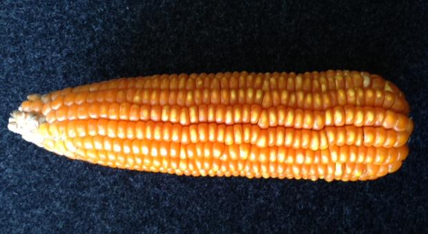 Carotene-enhanced maize bred conventionally by Harvest Plus.
