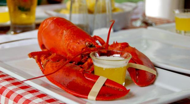 Maine lobster
