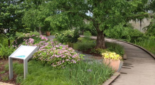 A rain garden at the U.S. Botanical Garden.