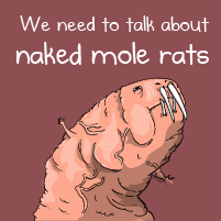 We need to talk about naked mole rats