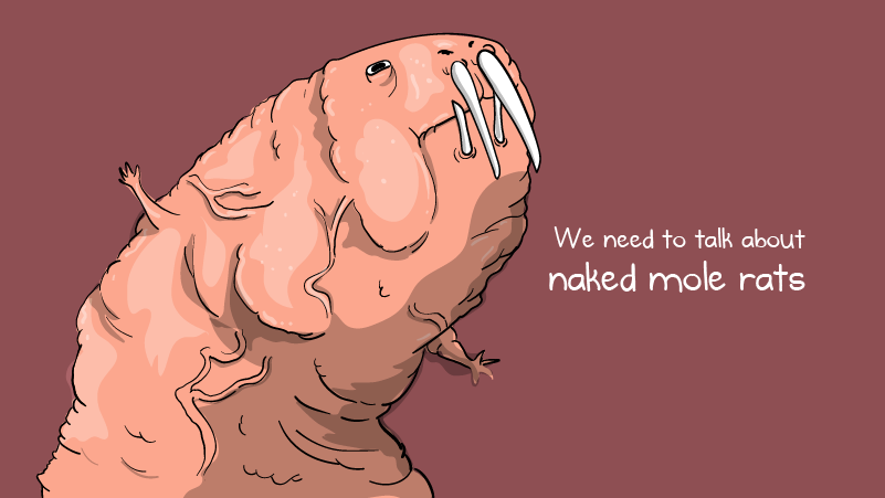 Naked mole rats