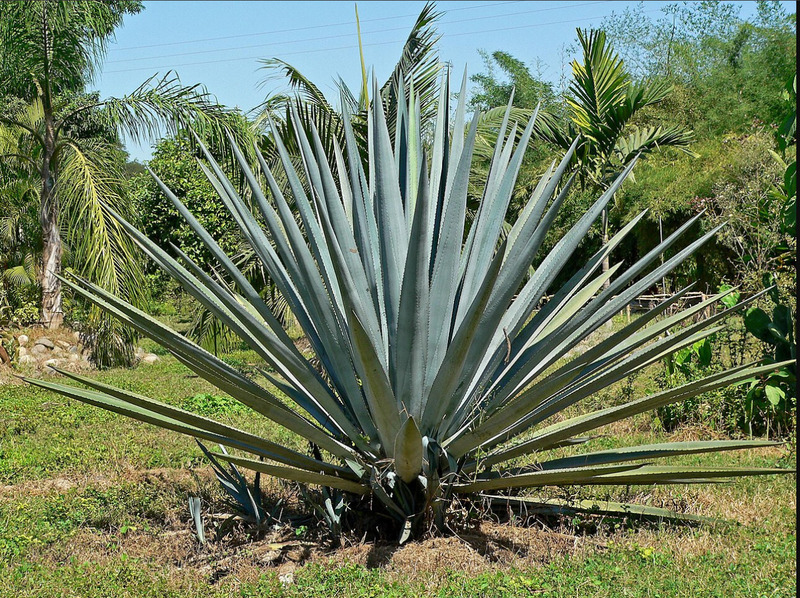 11041 agave