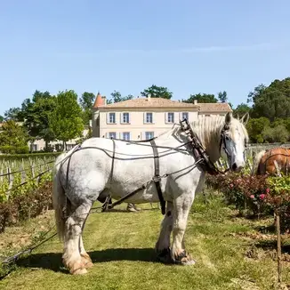 Château Troplong Mondot