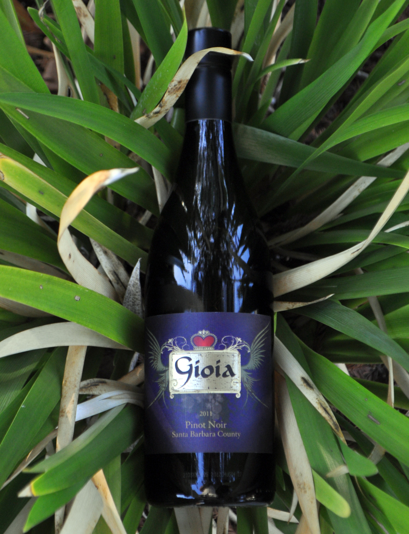 Gioia Wines 2011 Pinot Noir 750ml Wine Bottle