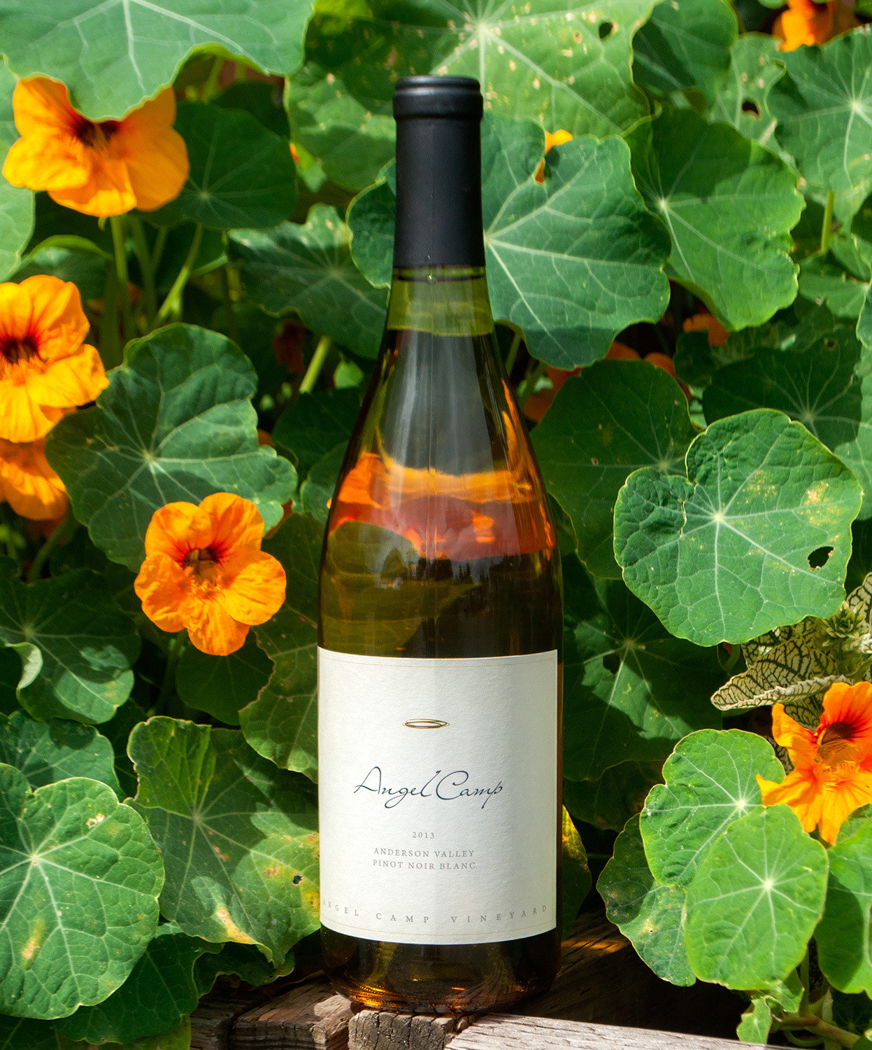 Angel Camp Vineyard 2013 Pinot Noir Blanc 750ml Wine Bottle