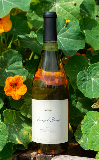 Angel Camp Vineyard 2013 Pinot Noir Blanc 750ml Wine Bottle