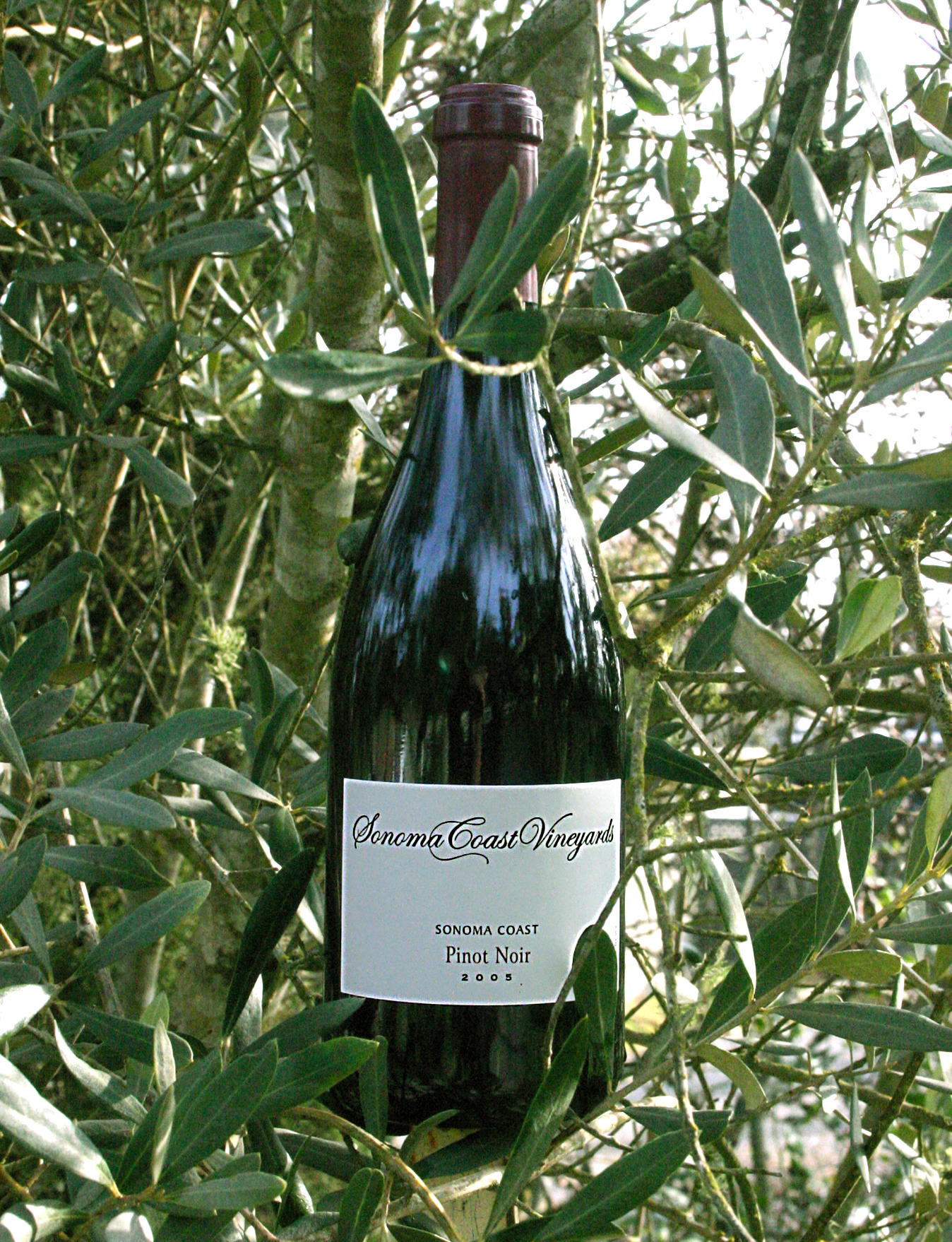 Sonoma Coast Vineyards 2005 Sonoma Coast Pinot Noir 750ml Wine Bottle