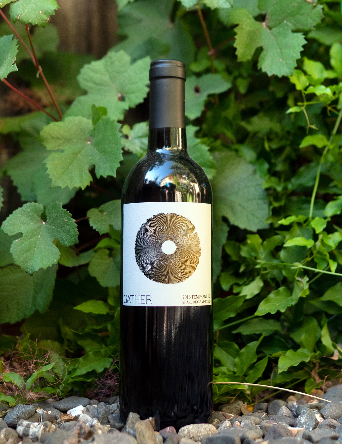 Gather Wines 2016 Shake Ridge Vineyard Tempranillo 750ml Wine Bottle