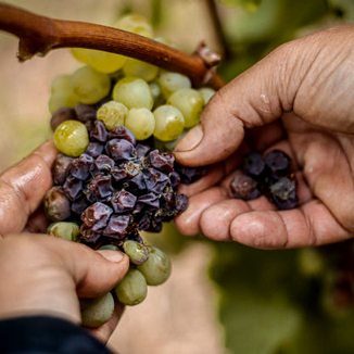 Chateau Pajzos Winemaker Ronan Laborde