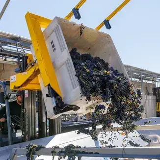 Paulista Winemaker Eduardo Persil