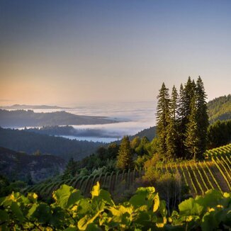 Boar's View (by Schrader)