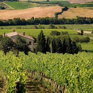 Lazzara