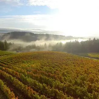 North Valley Vineyards