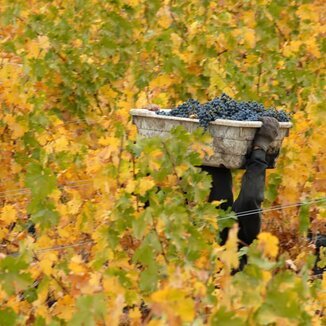 Marita's Vineyard