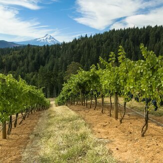 Phelps Creek Vineyards