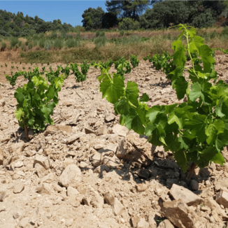 Ritme Celler