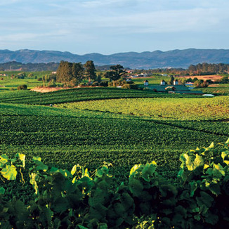 Erba Mountainside Vineyards