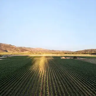 Romeo Vineyards (Sempre Vive)