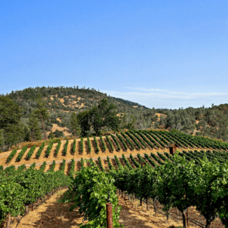 Hawk and Horse Vineyards