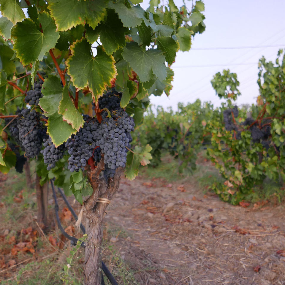 Silverado Vineyards 2018 'Block Blend' Napa Valley Cabernet Sauvignon