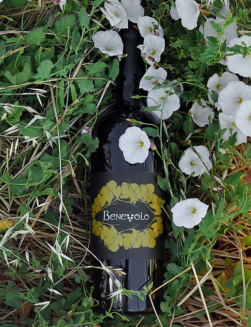 Benevolo Wines 2009 Napa Valley Red Wine 750ml Wine Bottle