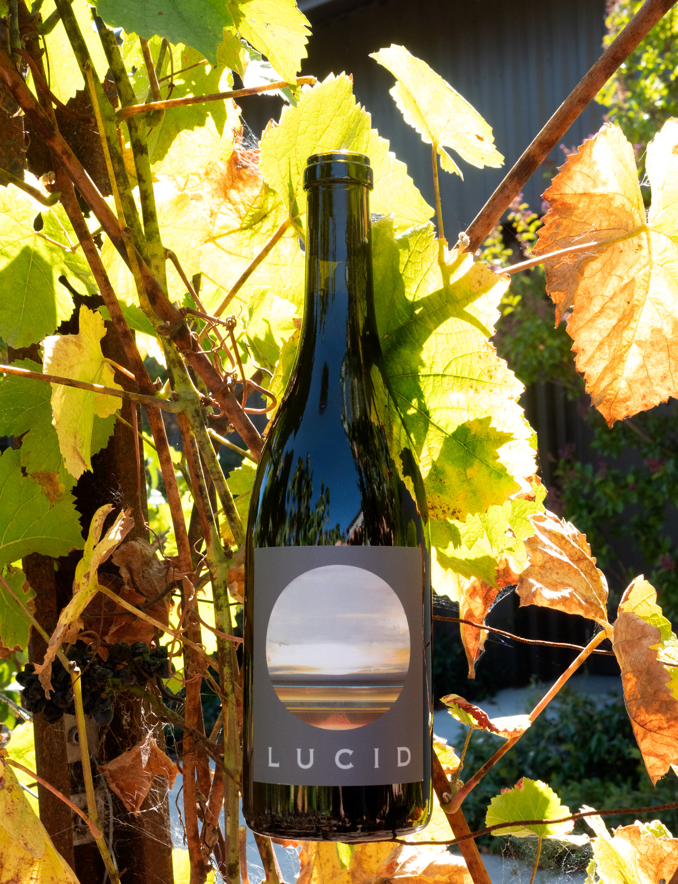 Lucid 2018 'Manifesto' L.03 Sierra Foothills Barbera 750ml Wine Bottle