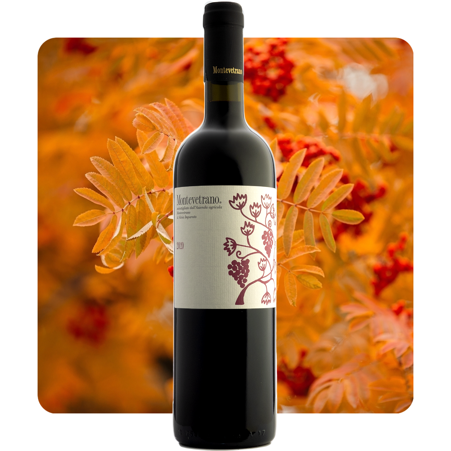 Montevetrano 2020 Colli di Salerno IGT Cabernet Blend Review