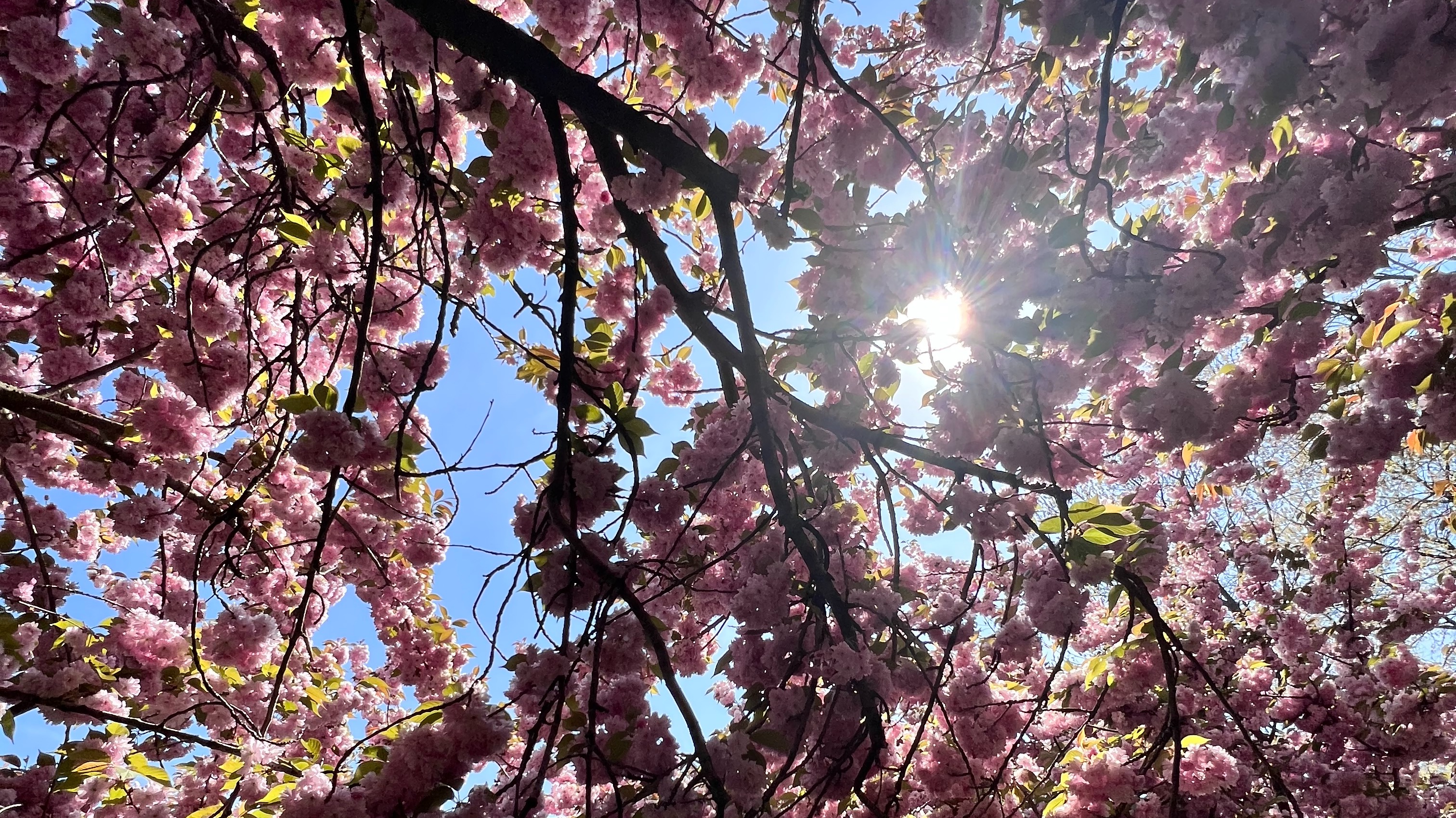 cherry blossom tree with sunlight